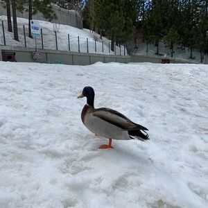 Meet your Posher, Gabriella